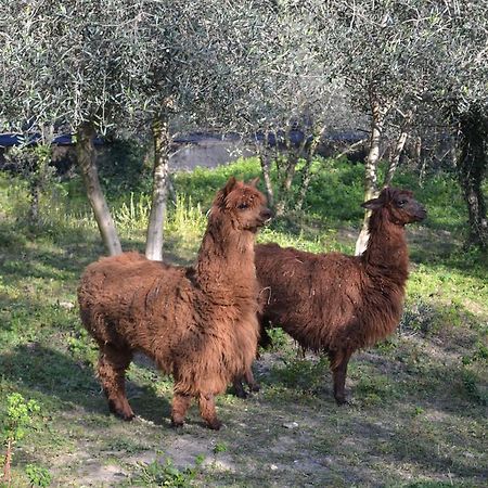 Casa Rossana Βίλα Vasia Εξωτερικό φωτογραφία